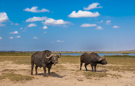 Cape Buffalo in Amboseli