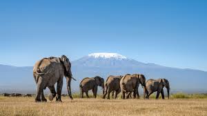 Elephant family walking in Amboseli