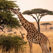 Giraffe reaching for leaves
