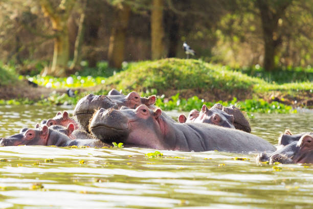 Hippos in Lake Naivasha