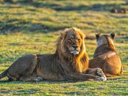 Lion resting in Amboseli