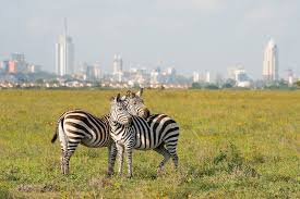 Zebra grazing in Nairobi National Park